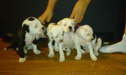 Beautiful American Bulldog puppies for sale... There is 3 females & 1 male available to serious & good homes only. I am asking $800 for the females & $600 for the male, but for the right person or home price can be negociated. Will hold with deposit.