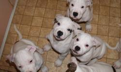 Beautiful Purebred NKC Registered American Bulldog Puppies.
Only 4 Left!
These are the standard type American Bulldogs. The Sire is a White English/Ol Southern White Bulldog. The Dam has some Johnson Bloodlines. Both parents have fantastic temperments and