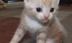 We have American Shorthair kittens for sale to approved homes. These kittens are known to be great family pets. Our kittens are raised in the house with our children, our dogs and our parrot. They are accustomed to regular household noises and have sturdy