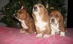 IF AD IS STILL UP THERE ARE STILL PUPPIES AVAILABLE
Our family pets Willie & Daisy (purebred basset hounds) are expecting their final litter! Both parent dogs are healthy & up to date on check-ups & shots. They've had 2 previous litters, with perfect