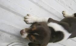 Purebred Beagle Puppies
for sale
I have two Beautiful Purebred beagle puppies left for sale. I am Asking $350.00 for these Puppies. I will take a $100.00 down payment to hold your puppy. They are ready to go and can be taken any time.  They come with