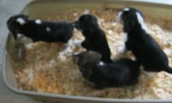 purebred tri-colour beagle puppies
I am selling four beautiful beagle puppies. These puppies were born on Sunday September 18. They will be ready to go on November 13. These puppies will come with there first shots and they will be dewormed twice. I am