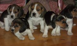 I HAVE BEAUTIFUL BEAGLE FOR SALE,THEY'RE PARENTS ARE  EXCELLENT HUNTERS AND R BOTH ON SITE.THEY WILL BE VET CHECKED AND NEEDLED AND WORMED,THATS ALL INCLUDED IN PRICE.
