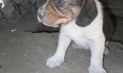 Fully registered purebred beagles for only $250.00 with papers. They will be ready 10 October 2011. Please contact Jimmy at (905) 562-0357.