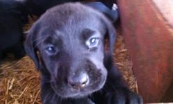Purebred black lab puppies....Excellent temperments! All 1st set of shots and Parvo Vaccinations. Guaranteed health check, no history of ANY health issues, ie, hip dysplasia, heart murmurs, eyesight, hearing, etc. I have three registered Black Labs as my