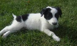 Only two left!!  Purebred border collie pups. 
Parents: mother: B&W, Father: R&W.  They are friendly and great with kids.
10 wks old.  Have their first shots.