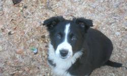 Ready for their forever homes purebred black and white border collie pups,  2 males left,  vet checked, 1st vacinations, wormed as required.
Border collies are extremely intelligent,loyal, great watch dogs and are all round great companions.
Agility,