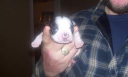 for sale by owner 3 boston terrier puppies,,1 male and 2 females,,,will be ready to go on feb 15th,,,all shots will be up to date,,and parents are on site for viewing. Mom is cream & white  Dad is black & white. pics attached.