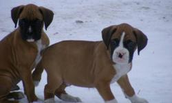 Beautiful purebred boxers. Fawns and flashy fawns. Vet checked and in great health, tails docked, first shots, dewormer, and dew claws removed. Ready for their new homes. For more pics and info please email or call 204-371-3673. Both parents can be seen.