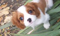 Purebred Cavalier King Charles Spaniel Puppies available in Blenheim and Tri colors.  Both parents are on site and have been heart cleared in January 2011 also have been eye cleared in November.  Mom is a tri color and Dad is a blenheim.  The sire is now
