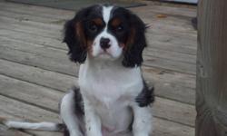 Purebred Cavalier King Charles Spaniel Puppies available in Blenheim and Tri colors.  Ready for their new homes now.  They are now 13 weeks old and waiting for their forever home.  Both parents are on site and have been heart cleared in January 2011 also