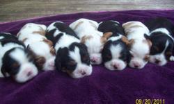 I have a litter of 7 purebred Cavalier King Charles spaniel puppies available.  Three tri males and a tri female, two Blenheim males and a Blenheim female. 
Mom and dad are AKC and CKC registered with dad being a couple points away from being a champion.