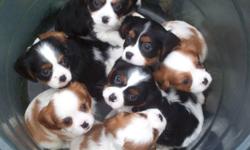 Purebred Cavalier King Charles Spaniel Puppies available in Blenheim and Tri colors.  Both parents are on site and have been heart cleared in January 2011.  Mom is a tri color and Dad is a blenheim with only 2 points away from being a champion.  These