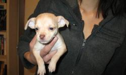 7 adorable female chihuahua puppies ready to go for Valentine's Day! First come, first pick. House raised with children. Please call to reserve yours today!