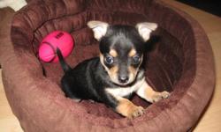 PUREBRED CHIHUAHUA PUPPIES
 
Both parents can be seen on site.
Father - Apple Head - Red- 5-6 lbs
Mother - Deerhead - Blonde - 3-4 lbs
 
All pups will come with Vet Exam, First Vaccination, Deworming and Puppy Pack.
 
Almost ready to go, $200.00