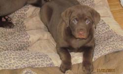 I am selling Chocolate lab pups for $400.00 each. They were born October 1st. They have had their, de-worming, first shots, and have a clean bill of health from the vet.. They do not come with papers. There are 2 females left. A $200.00 deposit is