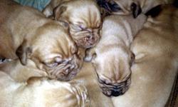 Beautiful French Mastiff pups, three weeks old, available in 3-5 weeks. First shots and dewormed, $1,000. Choose from five males or two females. Parents and pups available to view, well tempered, excellent family dogs who are more than capable of