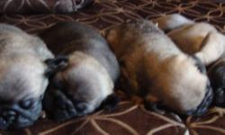 These little sweeties are looking for their future FOREVER homes!!!  They will be ready to go to their homes on or around January 7, 2012!!!
 
They come from a purebred Fawn mommy and a purebred Fawn daddy - he comes from a championship line.
 
They will