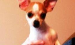 I have an 8 month old female chihuahua for sale.  She is white with brown/red spots and was just under 5 lbs last time i weighed her.  She is up to date with shots and deworming, is kennel trained, and goes to the bathroom outside.  For more information,