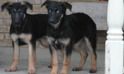 Purebred German Shepherd Puppies
3 females
Mother on premises
Dewormed and first shots