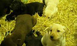 Farm raised purebred lab puppies for sale 500 each. Cholcolate, Black and Golden. 1st shots and deworming. Both males and females available. Mother and Father available for viewing. Please call Kelly 403-684-3781 or 403-333-7420