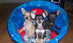 Three male chihuahua puppies. One is black with tan markings (cheeks, eyebrows and paws) and has some white on his chest and will be a long coat. Another is fawn with a dark tail and muzzle and the other is solid black. These two are short coats. They all