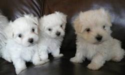 Two Male and One Female Maltese Puppies. Available Nov. 3, 2011. They are already paper trained, kennel trained, eatting and drinking on their own. All vaccinations and veterinary health check before will be done before Nov. 3. I own both parents and both