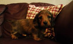 Five healthy, happy and well socialized purebred mini Dachshund puppies for sale. There are three long-haired females of all different colors (brown, brown/black, and dapple), a short-haired dapple female, and a short-haired dapple male. Ready to go on