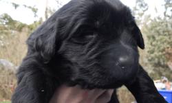 I have a litter of 8 Newfoundland puppies, 4 males are left. Puppies will come CKC registered, microchipped, de-wormed, up to date vaccines and vet checked.