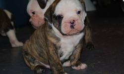 6 purebred Olde English Bulldogge puppies were born on December 21, 2011.  We have 2 females and 4 males, they are all healthy and growing daily.  All puppies are eligible for permanent purebred status.
For more information on pups, parents and