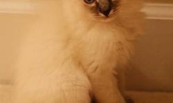 We have 4 very cute kittens for sale. They are active, social, litter trained and Very friendly. Looking for loving homes! Kitten personality- -- 3 purebred sibling ragdoll (one girl and 2 boys), they are 2 months old, 1 Persian Himalayan cross, girl,