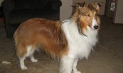 Hunter is a 1 year old sable and white Sheltie. He is neutered and up-to-date on this shots. He is house trained and sleeps in his crate. He loves attention, regular walks and playing fetch. He is smart and likes to learn. Must have a fenced yard. To