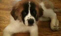 Looking for a saint Bernard puppy not too young about 3 months male only, looking for a tri-colour puppy mostly light brown hardly any black looking to pick up around Christmas time maybe before. He will be a great companion for our other saint Bernard.