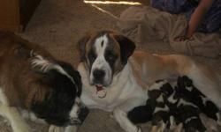 We have 3 purebred St. Bernard pups left for sale. Ready now. We have 1 short haired male and 2 females one long hair, and one short. Both parents are on site. We are asking $500.00 for them. Price is negotiable. They are 13 wks now. I have added pics of
