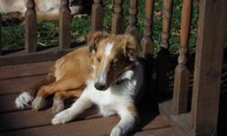 Purebred male Sheltie, 20 weeks old, all shots, dewormed, housetrained. No papers. Excellent Sheltie nature, smart, social and friendly, loves to play.