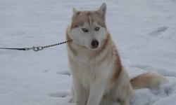 We have a beautiful CKC registered Siberian husky
Chico is a perfect champagne red (tan) with ice blue eyes
perfect markings and great temperament
Chico has been raised with children from 2-16 years old and is very sociable
chico comes with the