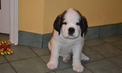 Beautiful St. Bernard puppies ready for their new forever home this Thanksgiving weekend, at the earliest. Pics are of each puppy, front view then side view.  Serious inquiries only, as these little girls will be going to APPROVED HOMES ONLY.  Please