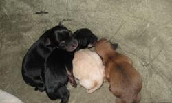 Purebred Chihuahua Puppies
Mature weight 6 lbs or less
Both Parents can be seen
Excellent temperments, raised with children
These pups will come with deworming/1st shot/vet check and a Puppy Pack
 
Female are 600
Males 500
 
What better way to bring in