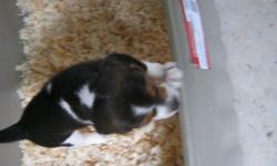 Beautiful tri-colour beagle pups
I am selling THREE beautiful beagle puppies LEFT. These puppies were born on September 22. They are ready to go now. The puppies come with there first shots and have been dewormed twice. I am asking $300.00. There are 3