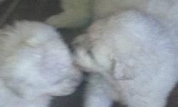4 week old Pyrenees maremma puppies. 3 females 4 males all pure white and furry. Mother and father are both working dogs. Pups currently sleep with our Pygmy goats. Started on solid food taking deposits now Asking 300 ea 100 will hold the puppy of your