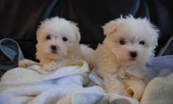 2 MONTHS OLD TINY TOY SIZE MALTESE PUPS
MOM IS TOY MALTESE 6.5 LBS
DAD IS TEACUP MALTESE 4.8 LBS
3 BOYS 1 GIRL ARE AVAILABLE FOR YOU TO CHOOSE
THE PUPS WILL MATURE TO 5-7 LBS
1 TOY SIZE MALE --- $625
1 TINY TOY SIZE MALE --- $650
1 TINY TOY SIZE MALE ---