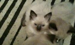One female seal point ragdoll. She has her first shots and is dewormed. Totally litter box trained as well. She is unregistered but is a purebred ragdoll. Camrose area but can meet half way.