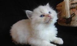 Beautiful  Registered Ragdoll kittens available third week of  October. I am accepting deposits now on these amazing kittens. All are raised with children and are part of the family. Wonderful personalities and perfect ragdoll characteristics. Dna