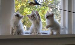 Beautiful purebred registered friendly floppy ragdoll kittens. Ready to go to their new homes the first week of November and Mid November. I can deliver to Vancouver. Please see Kittens at http://victoriaragdolls.wordpress.com/ or call me with any