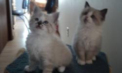 Christmas Ragdoll kittens born October 25,2011 and will be ready for a loving home December 20.  Litter box trained, eating well and loves attention.
3 females, 2 males.  Can be delivered into Calgary.  Call 403 224-3974 or email me for any questions,