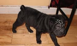 Chinese Shar-pei
One Male black pup left.
Mircochipped & first shots
Ready to go needs his new home
He is well tempred, very excited and loves attention
$700.00- low price for quality pup.
705-497-0899
May be able to deliver