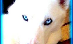 Exceptionally Rare Snow White Huskies.
Remarkably vivid  ice blue eyes, absolutely solid sparkling white coats. ( NOT Albinos )
They are intelligent, affectionate, athletic and playful. They are strong and healthy and from very friendly and beautiful