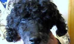 Marley - Poodle cross
Marley is a spry ol'boy for his age. He likes other dogs but he loved humans, especially humans that love back. He has a beautiful black with greying coat. Marley does NOT like his kennel and will bark non stop when it it. He is