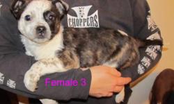 2 females left from a batch of 7. look under my other ad for the otehr female. we have reduced the price to 100. the mom was a boston terrier cross pug and dad is a purbred blue heeler. both paretns extreamly well with other kids and animals. dad can be