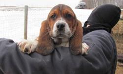 Adorable Basset Hound puppies for sale. Tri-colored and one lemon white male left. 1st shots, dewormed. These pups are very good with childern and mild mannered. They are getting bigger so the price has been reduced from 500.00 to 350.00. So they get to